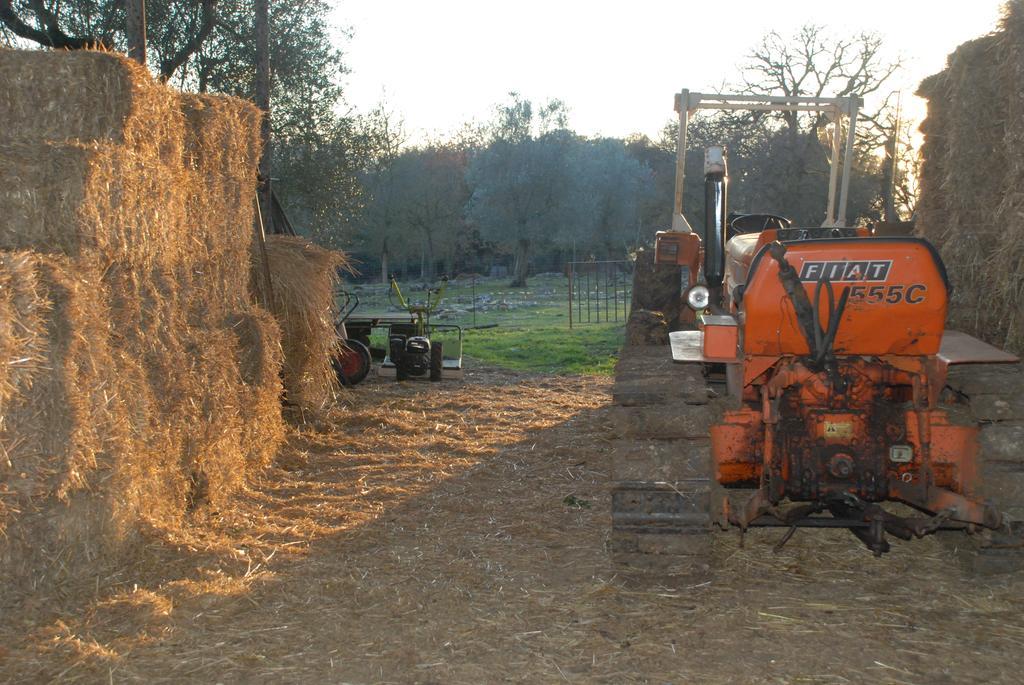 Podere Conte Racani Amelia Zewnętrze zdjęcie